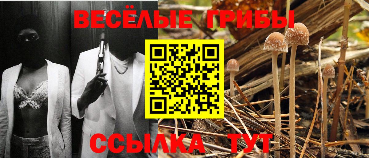 Псилоцибиновые грибы Cubensis Гусев